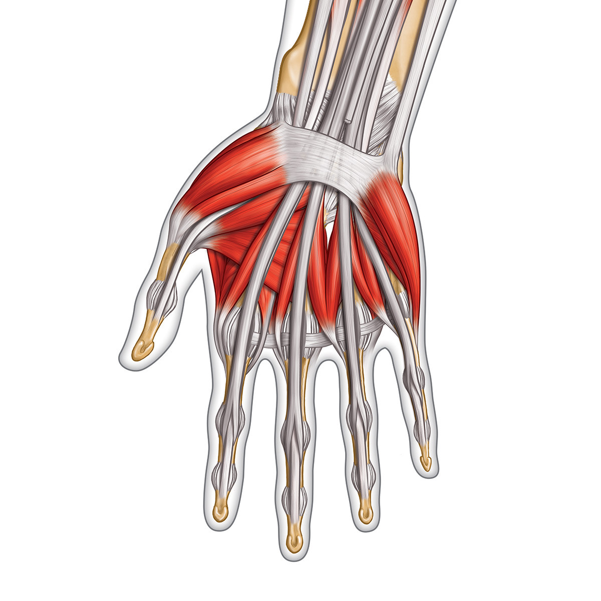 illustration d'anatomie
