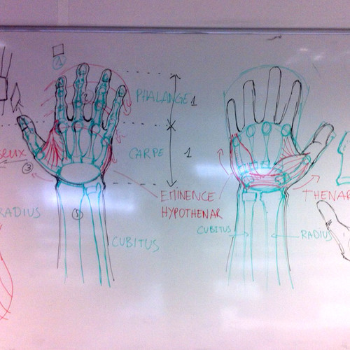 Dessin au tableau de mains, silhouette, os et muscles